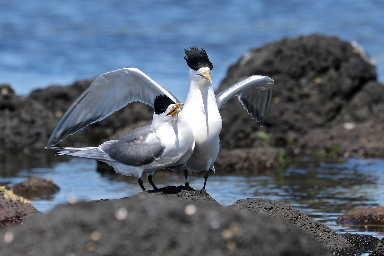 Greater Crested Tern (Image ID 28816)