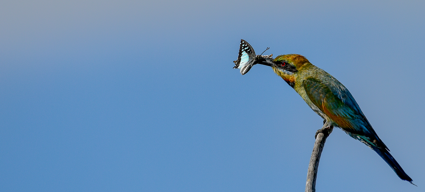 Rainbow Bee-eater (Image ID 28810)