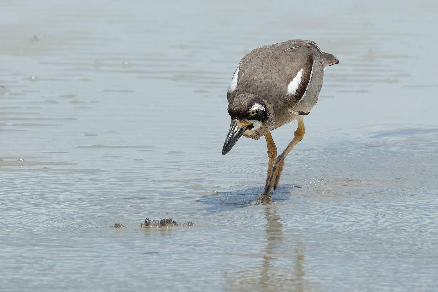Beach Stone-curlew (Image ID 28841)