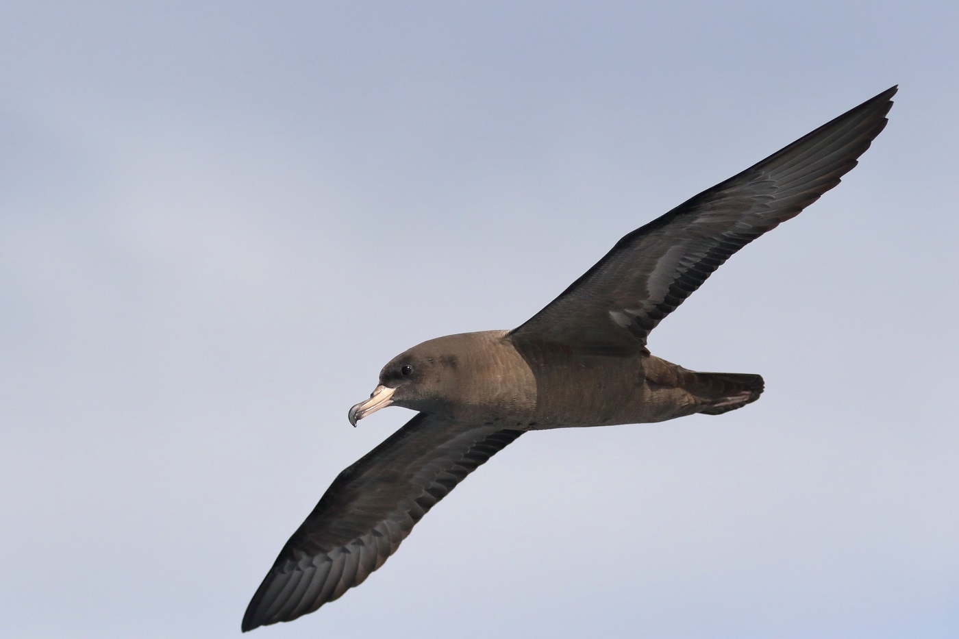 Flesh-footed Shearwater (Image ID 28633)