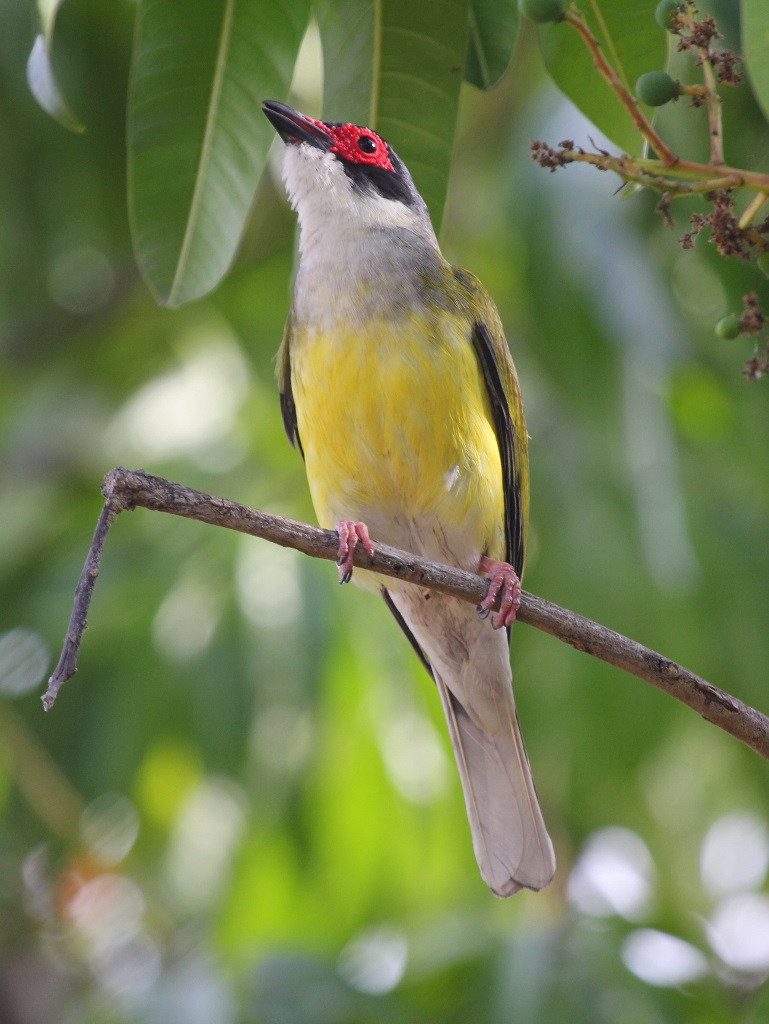 Australasian Figbird (Image ID 29097)
