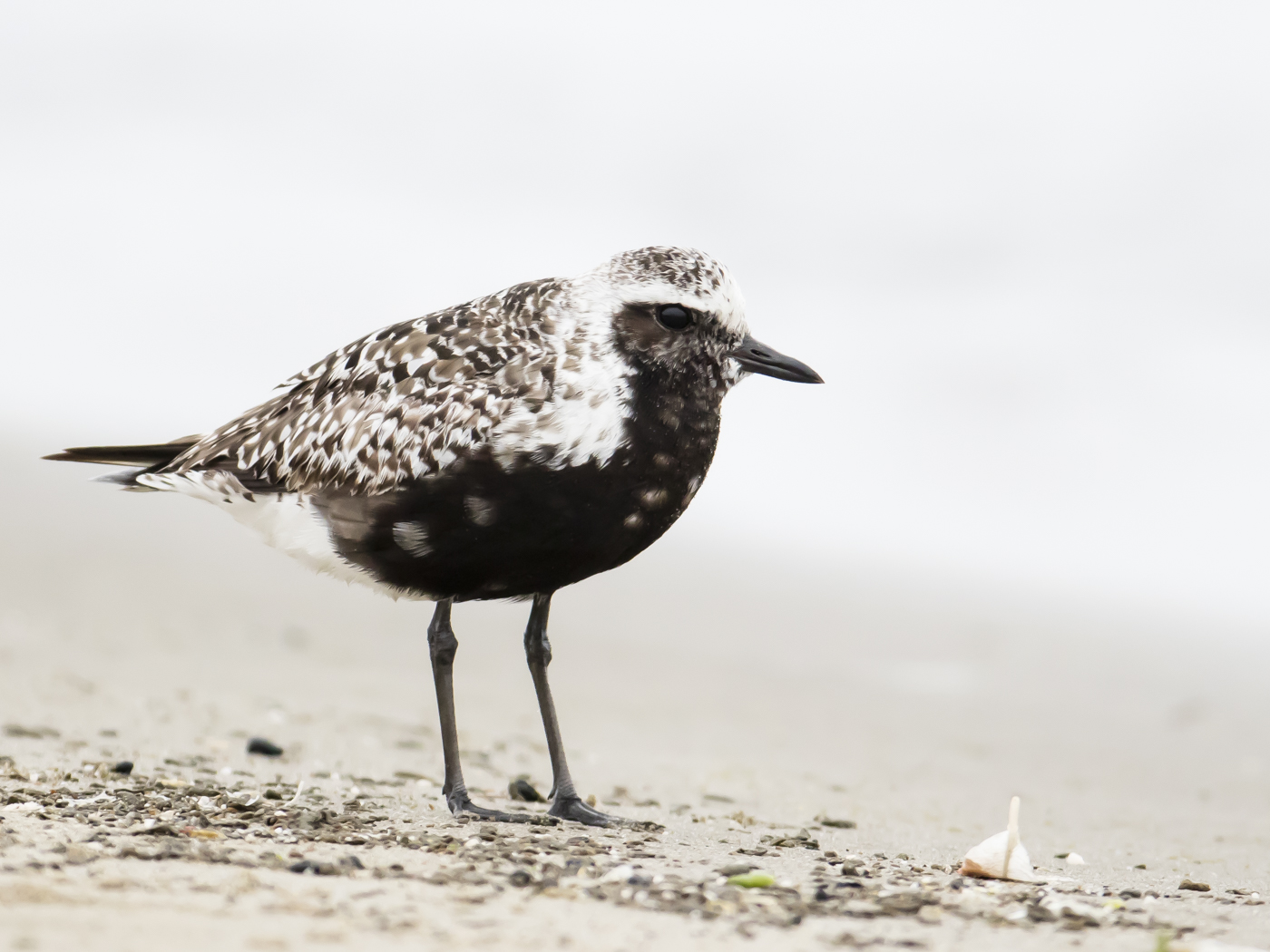 Grey Plover (Image ID 29173)