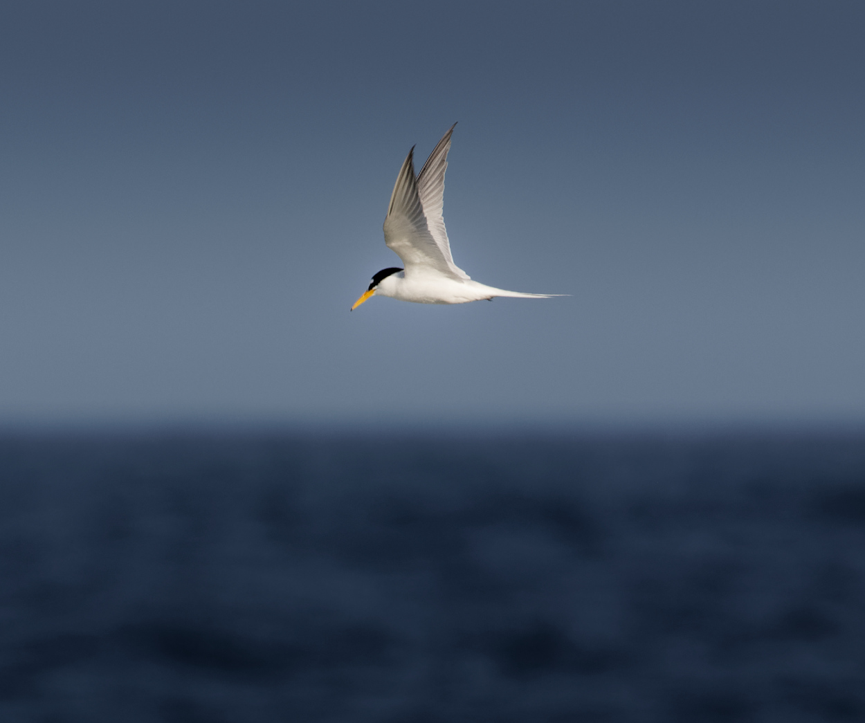 Little Tern (Image ID 29111)