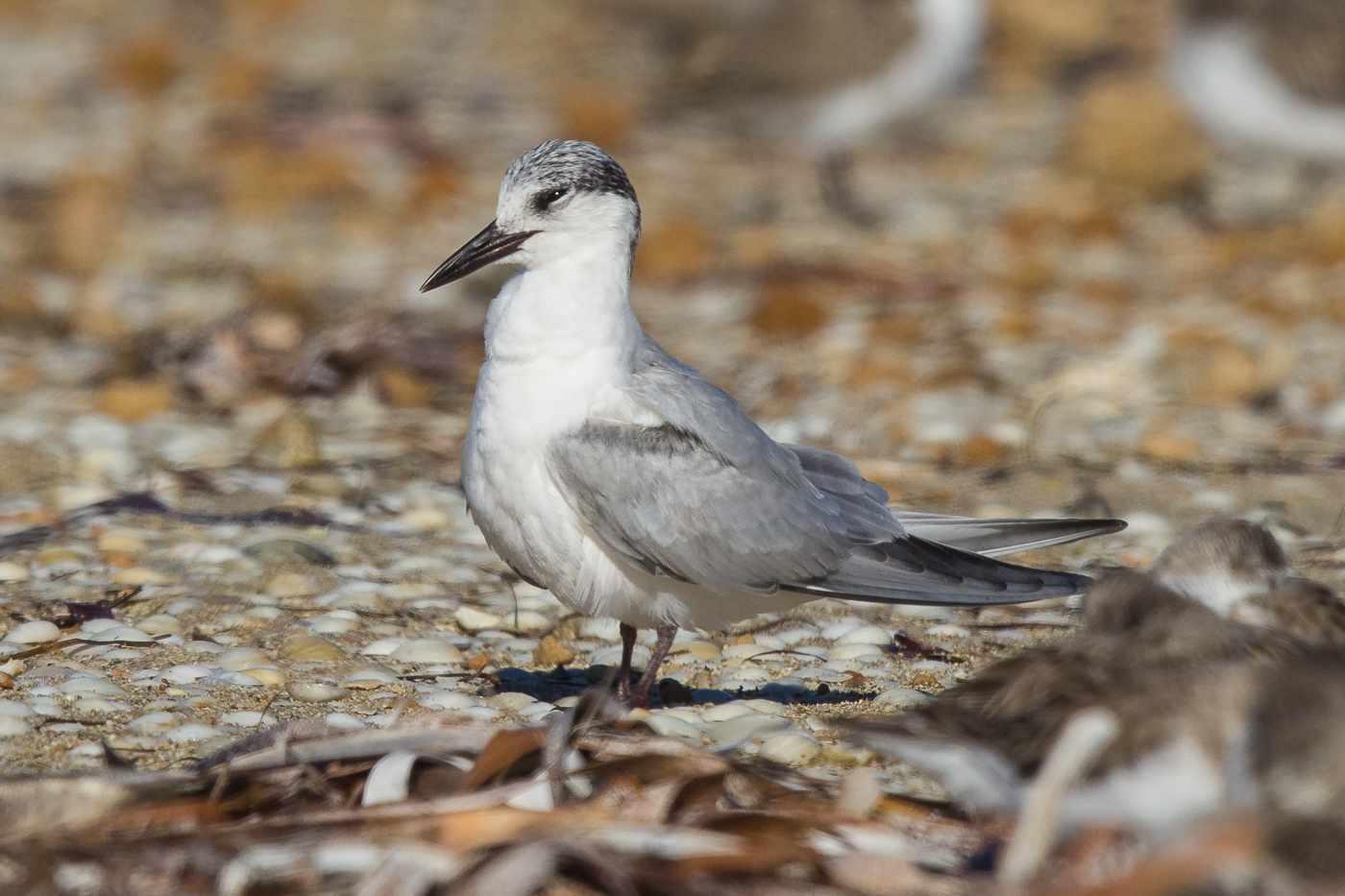 Whiskered Tern (Image ID 29270)