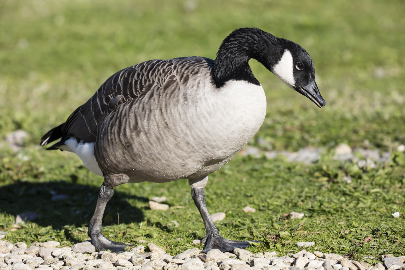 Canada Goose (Image ID 29211)