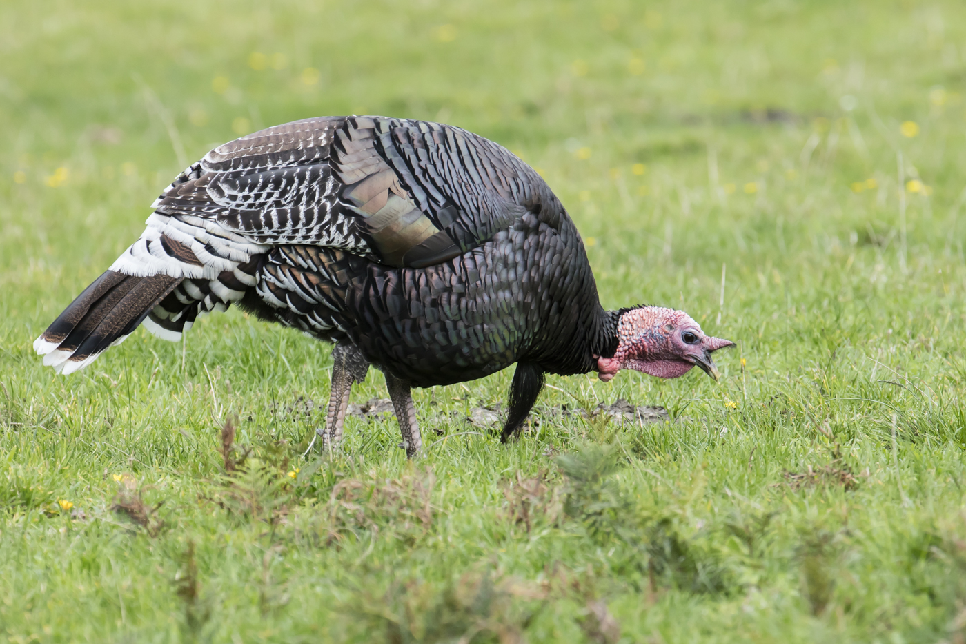 Wild Turkey (Image ID 29155)