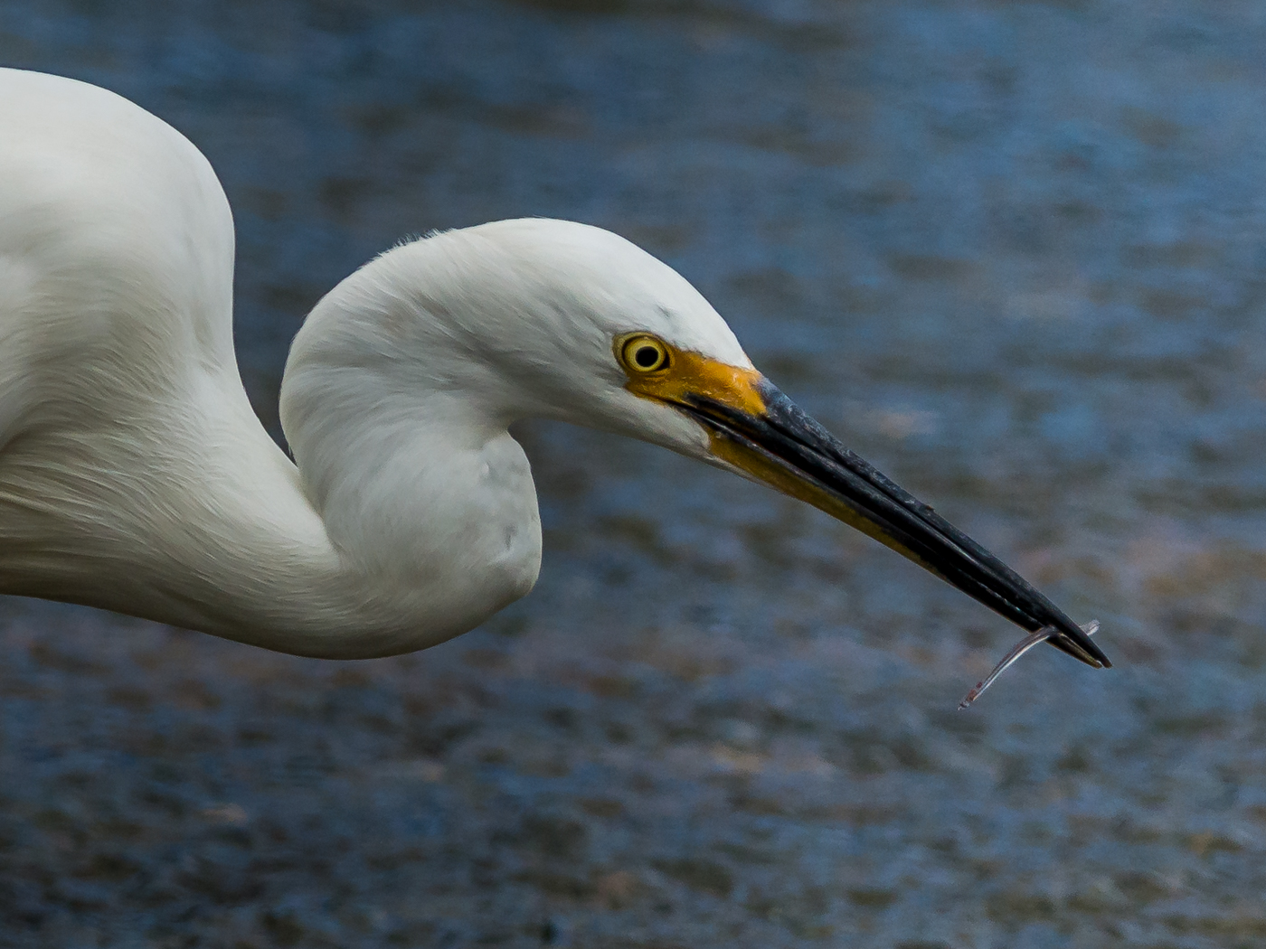 Little Egret (Image ID 29080)