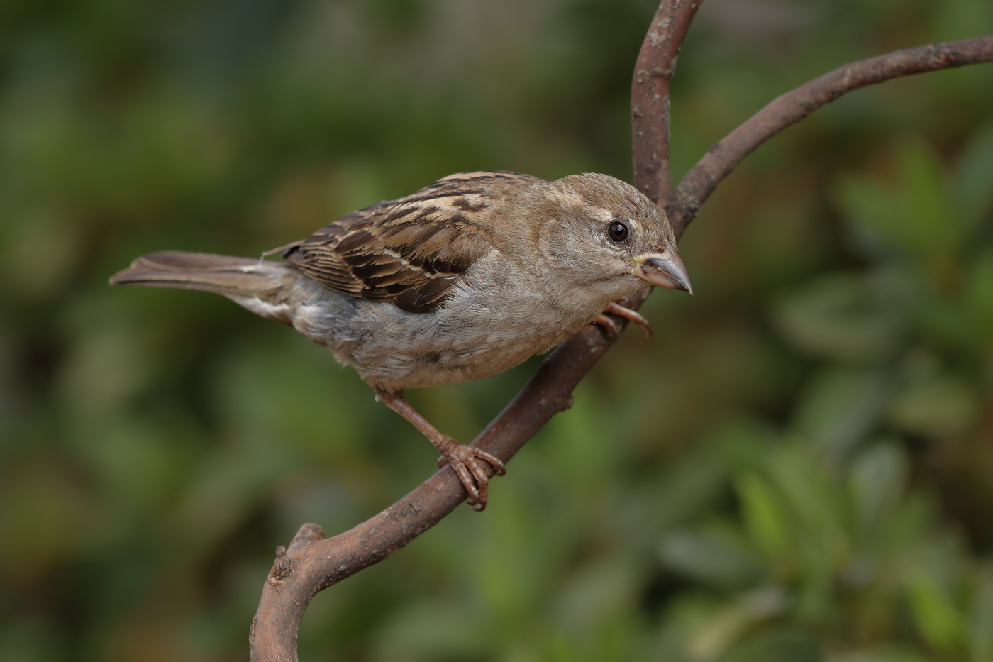 House Sparrow (Image ID 29291)