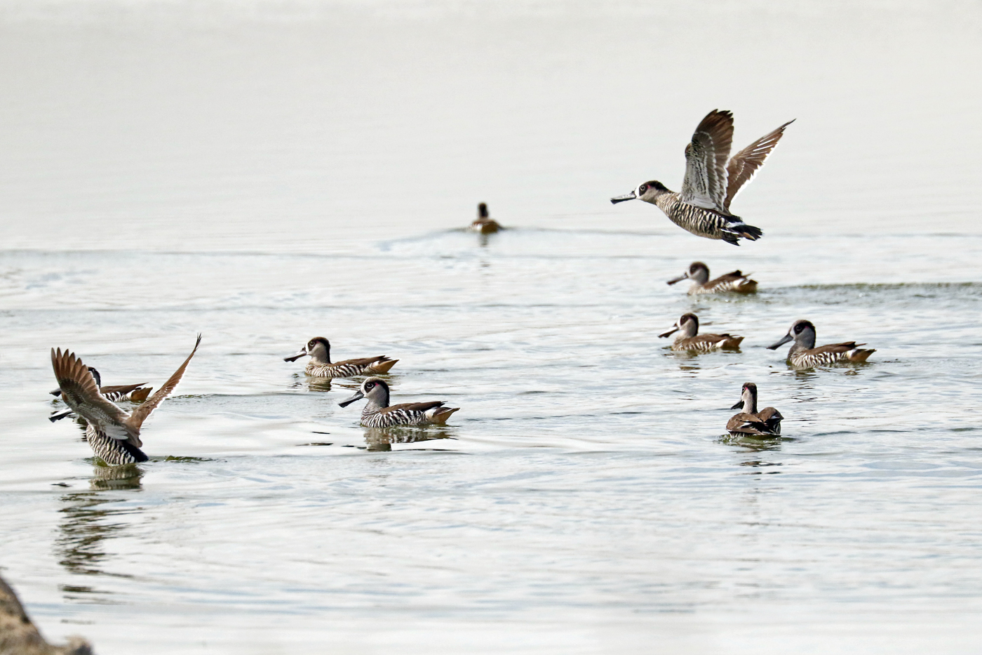 Pink-eared Duck (Image ID 29070)
