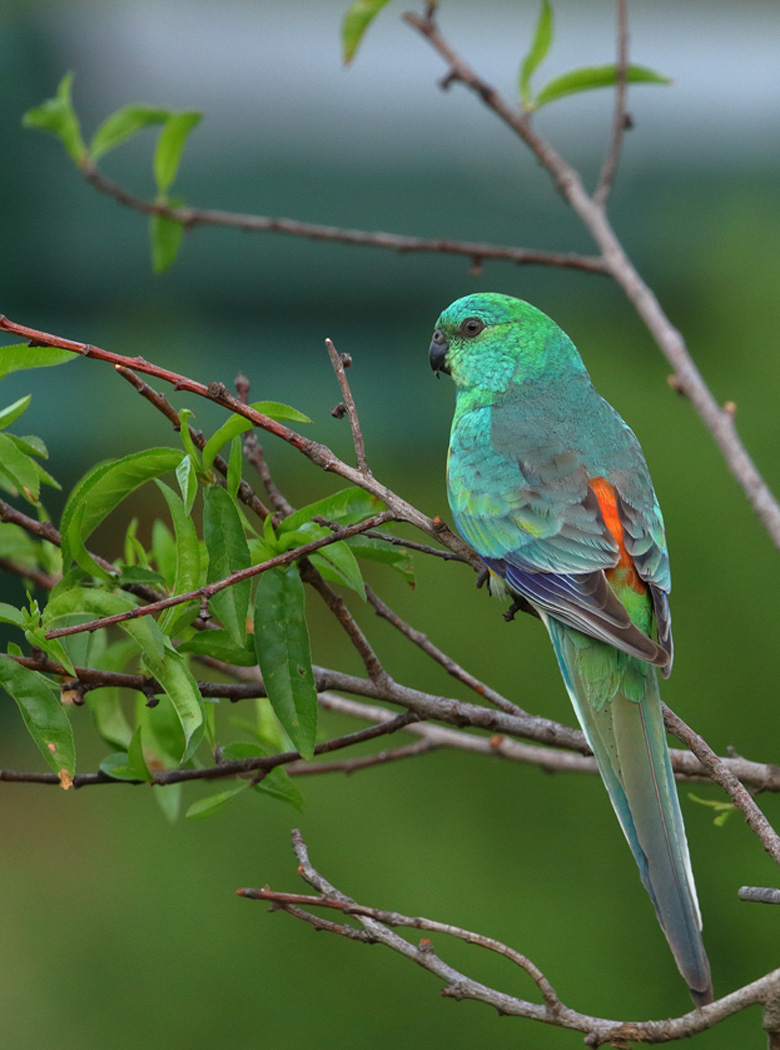 Red-rumped Parrot (Image ID 29263)