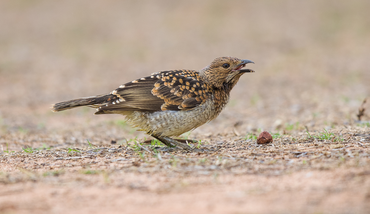 Spotted Bowerbird (Image ID 28989)