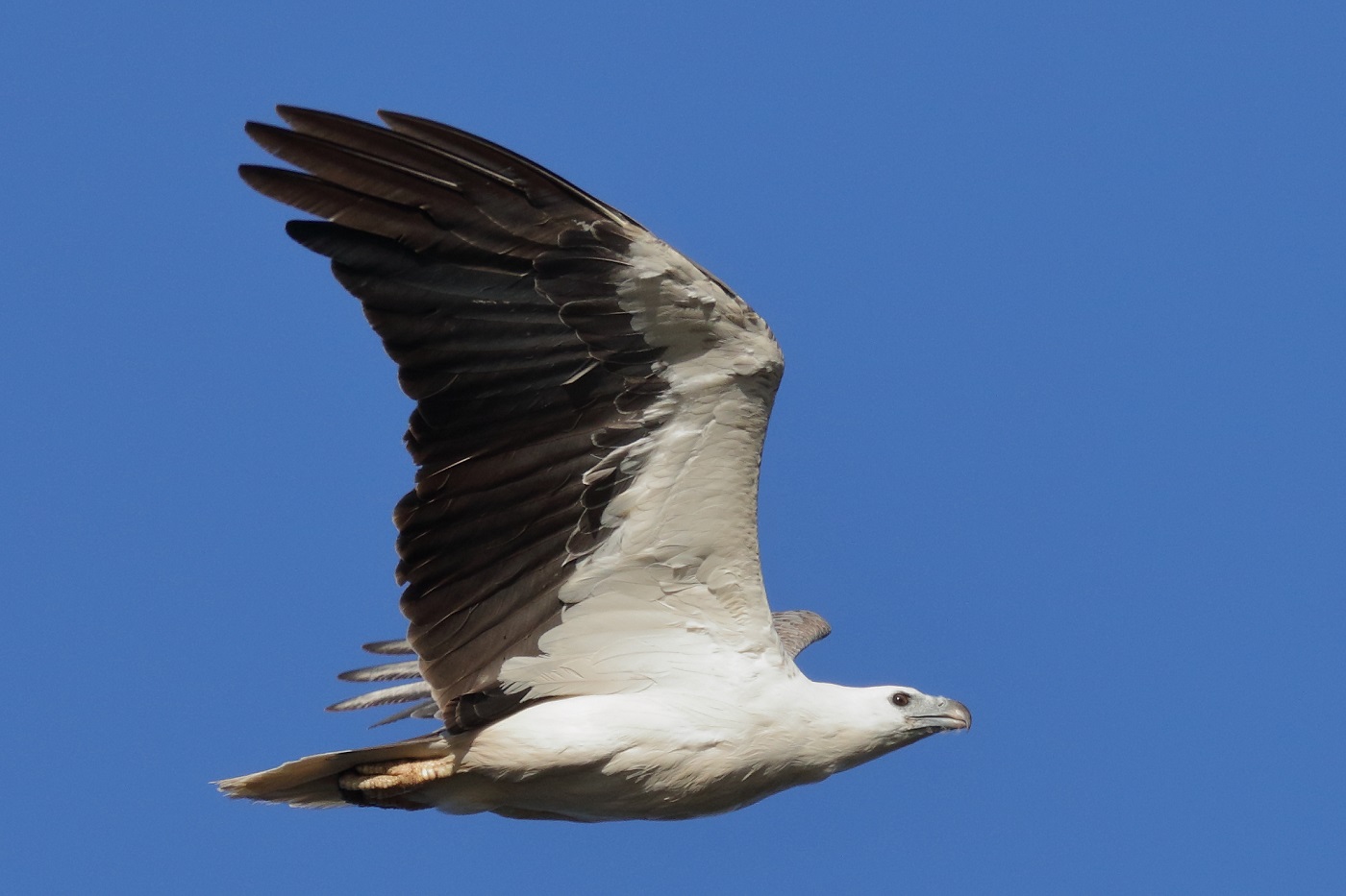 White-bellied Sea-Eagle (Image ID 29177)