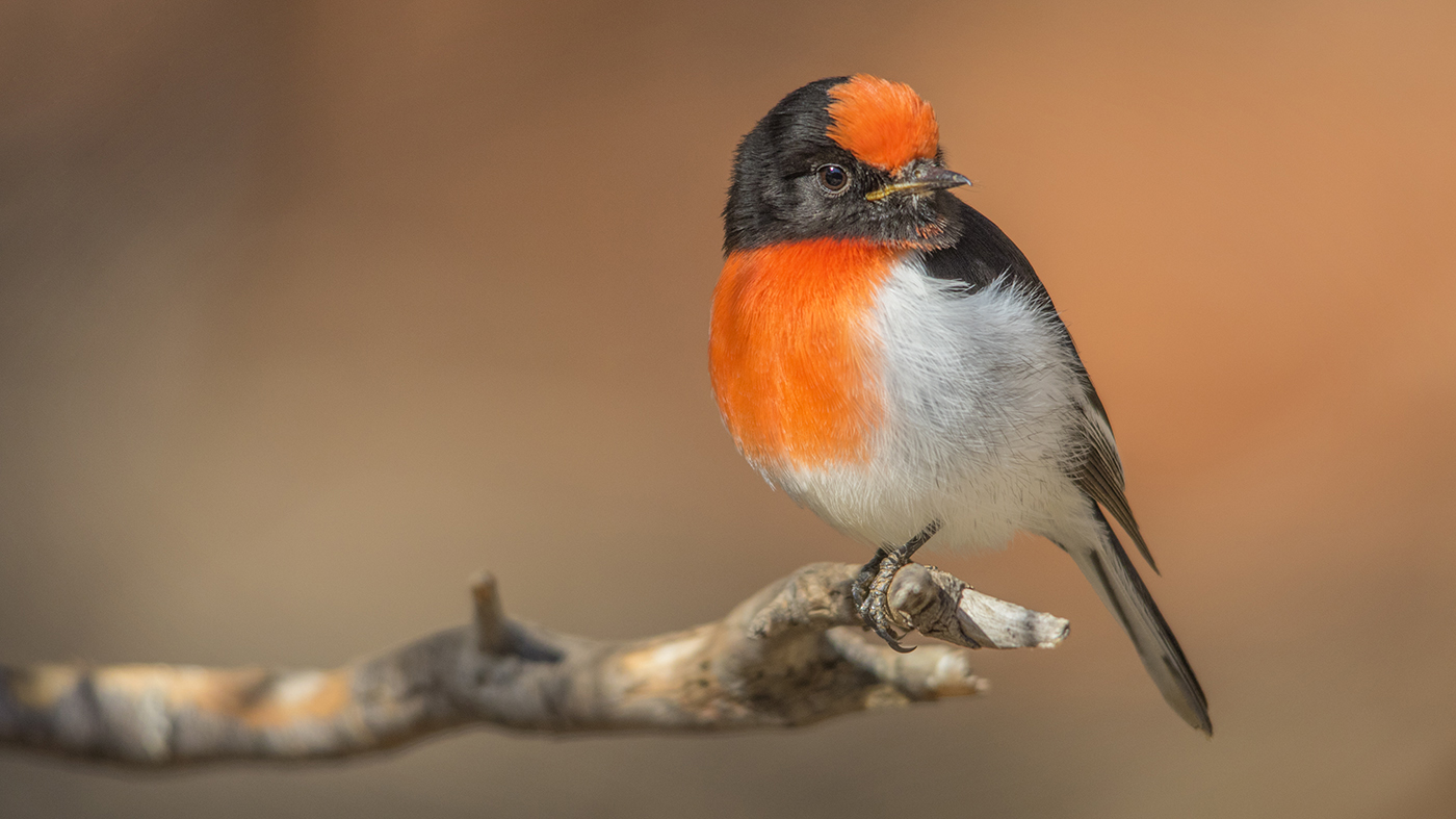 Red-capped Robin (Image ID 29257)