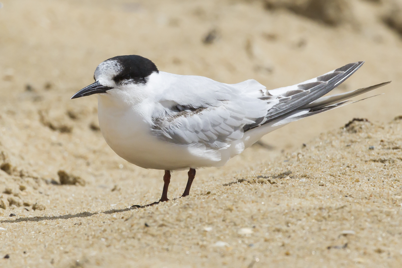 White-fronted Tern (Image ID 29153)