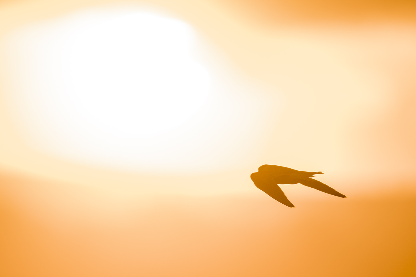 Little Tern (Image ID 29157)