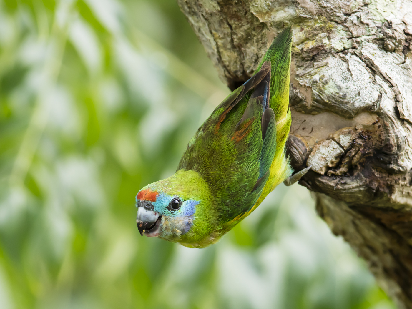 Double-eyed Fig-Parrot (Image ID 29208)