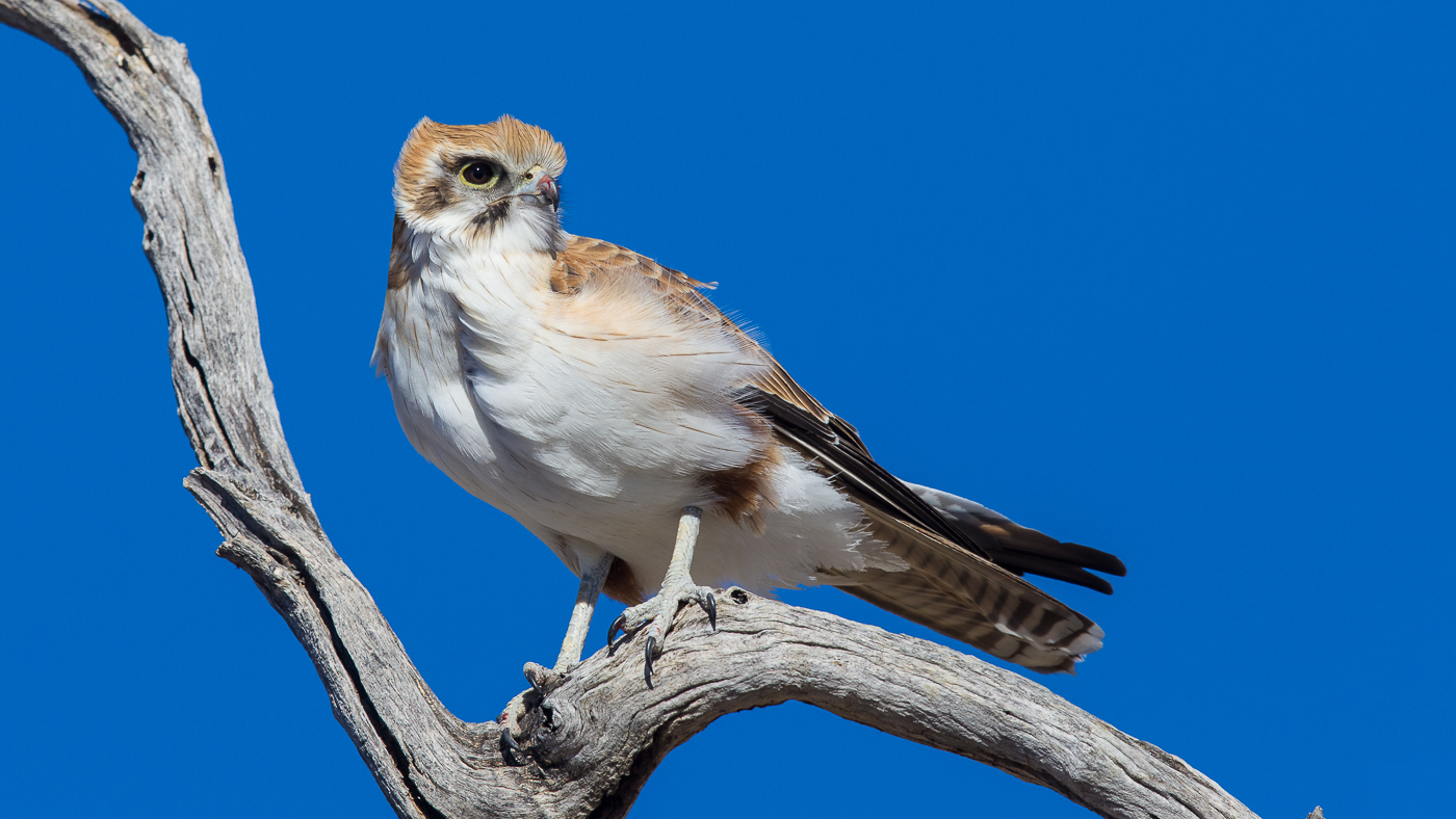 Brown Falcon (Image ID 29009)