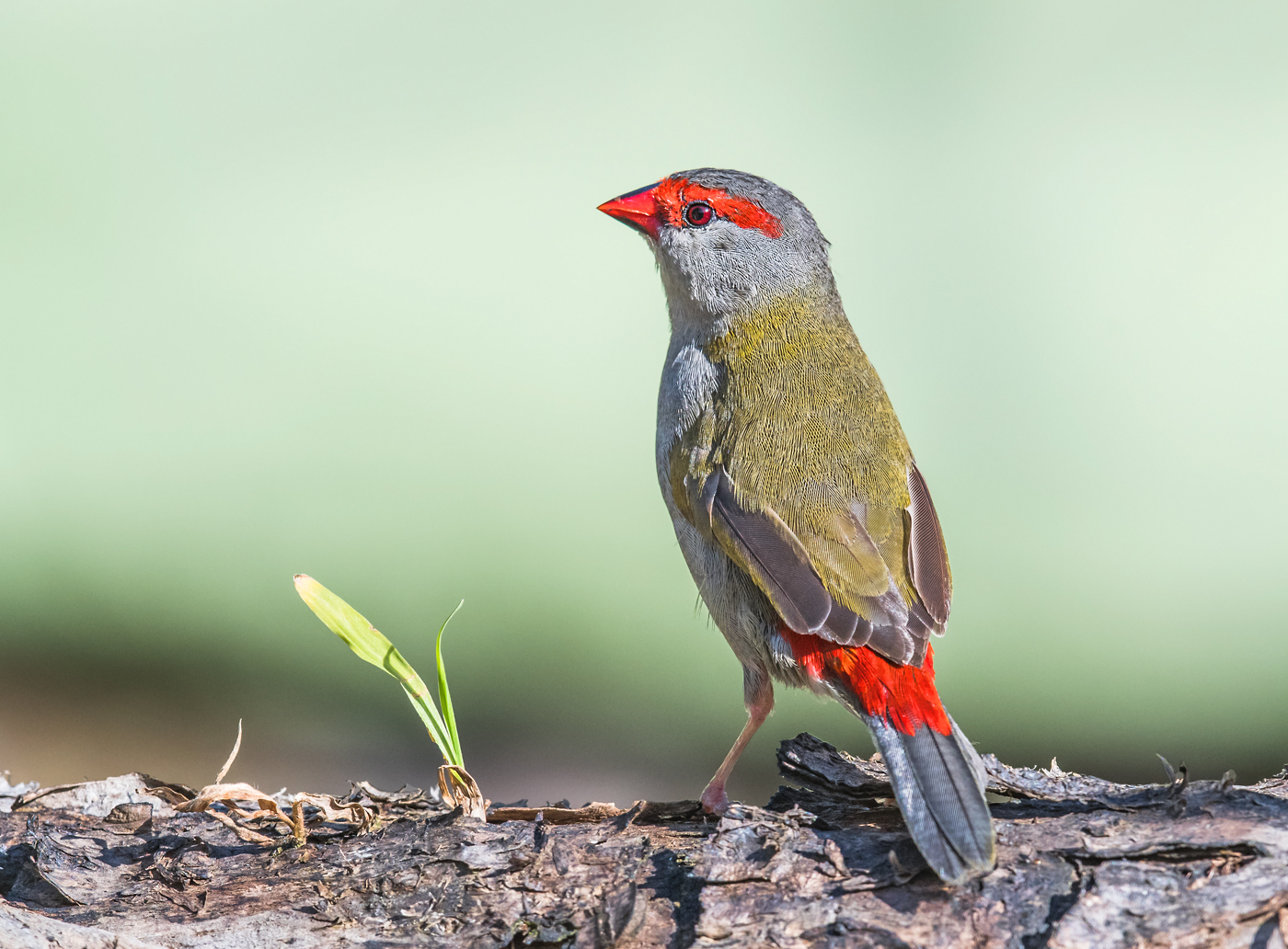 Red-browed Finch (Image ID 29066)
