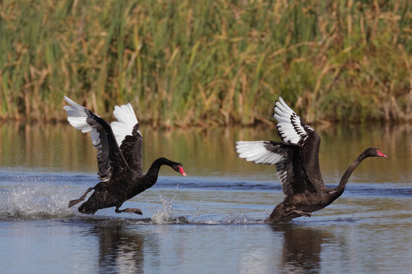 Black Swan (Image ID 29203)