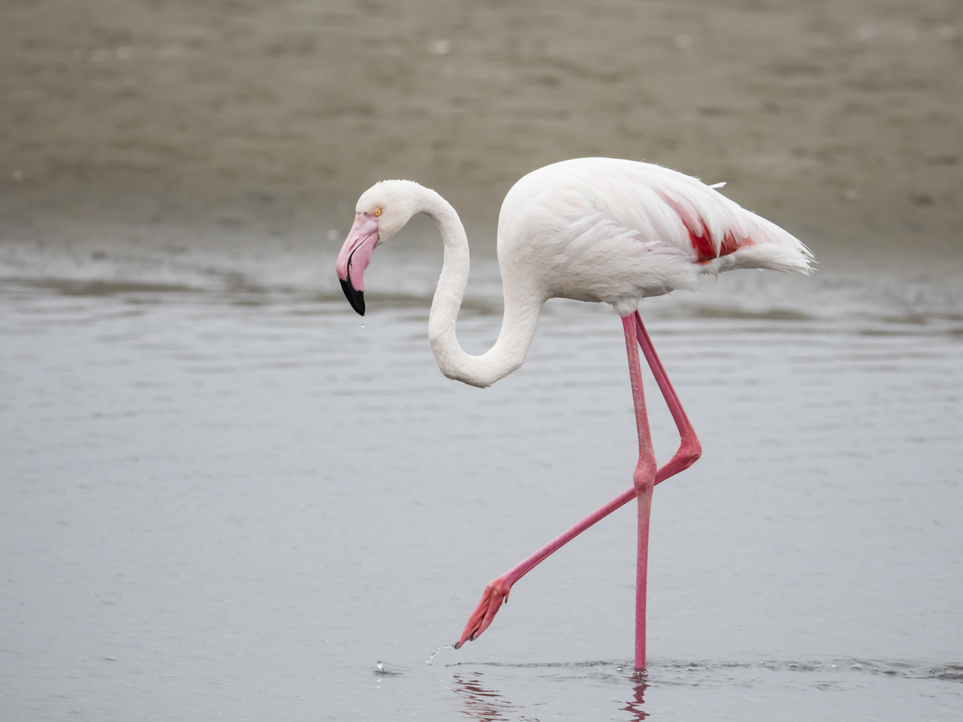 Greater Flamingo (Image ID 29121)
