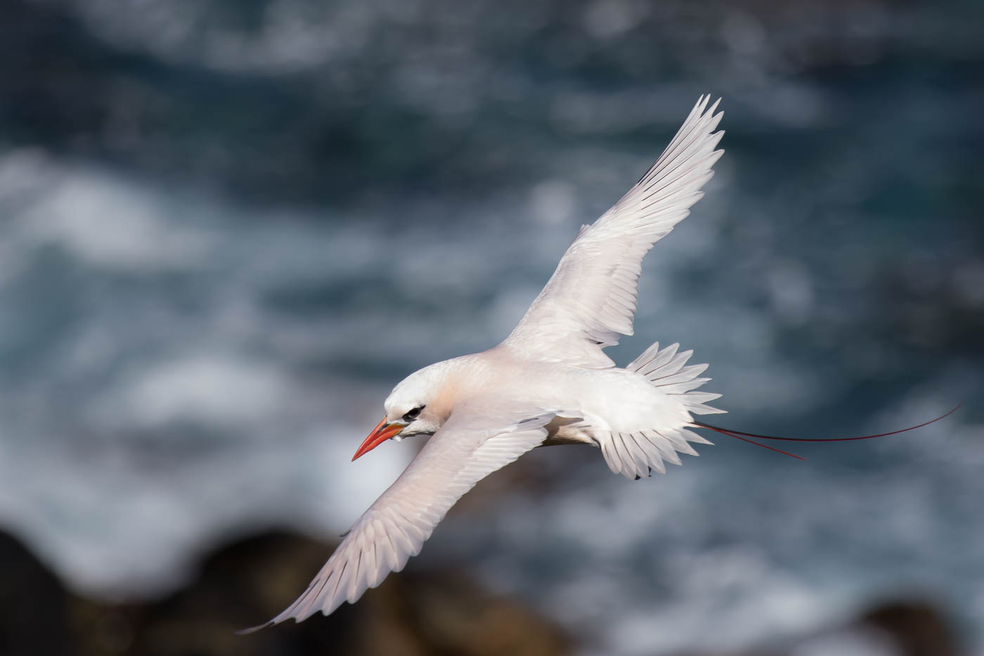 Red-tailed Tropicbird (Image ID 28971)