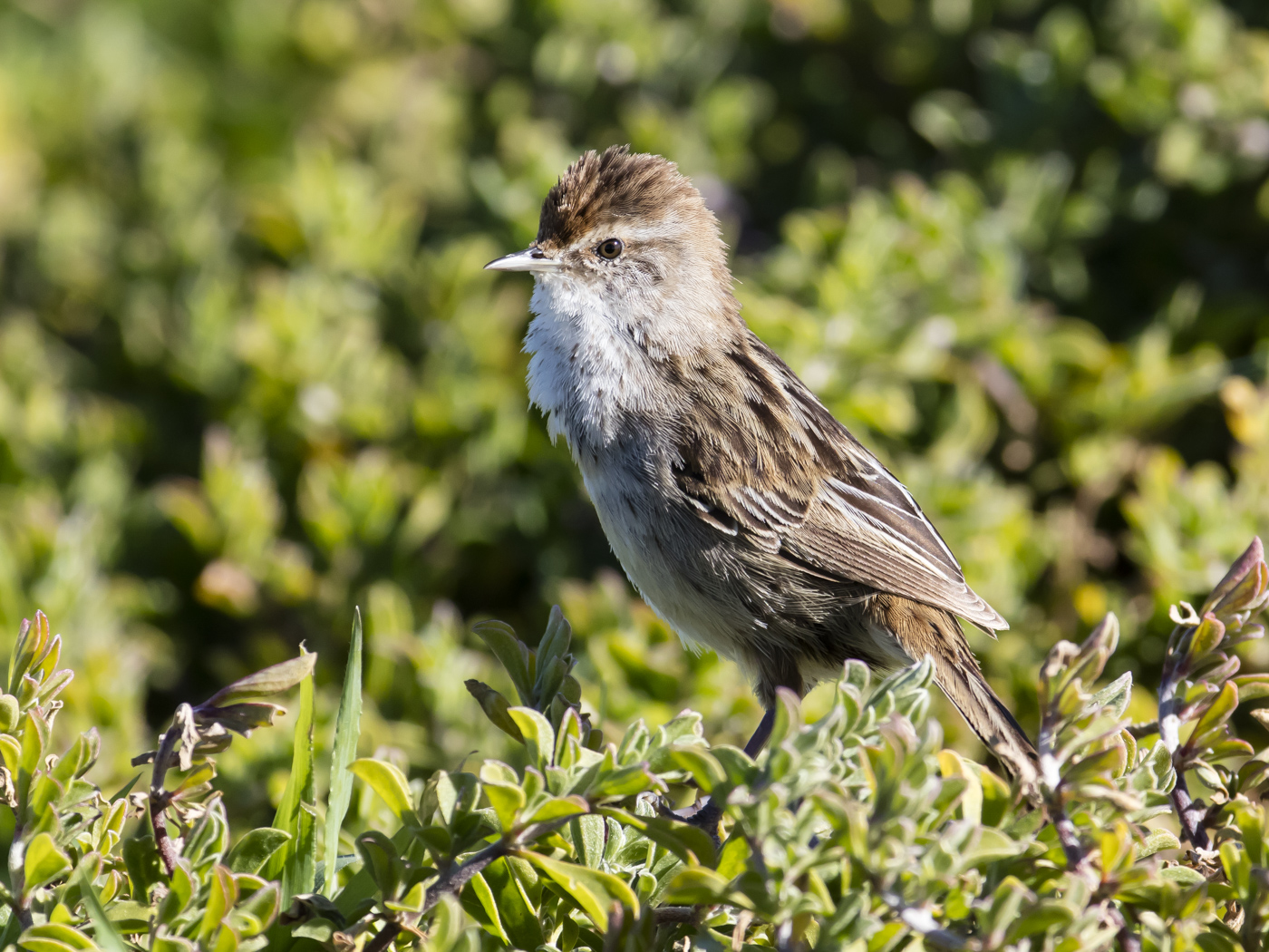 Little Grassbird (Image ID 29145)