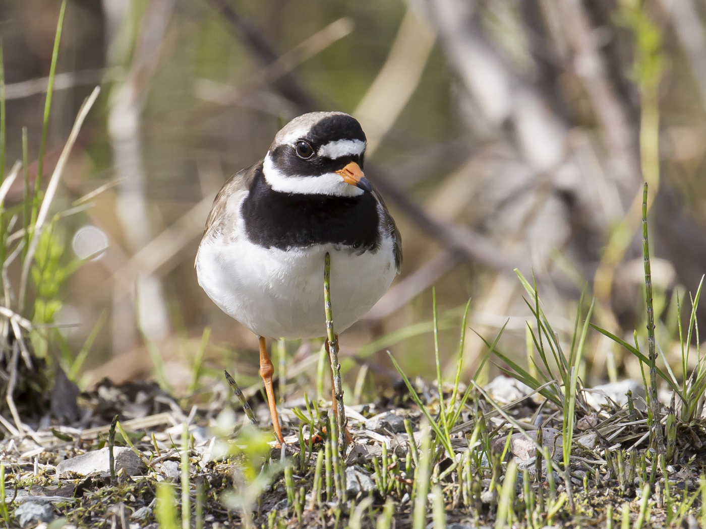 Common Ringed Plover (Image ID 29172)