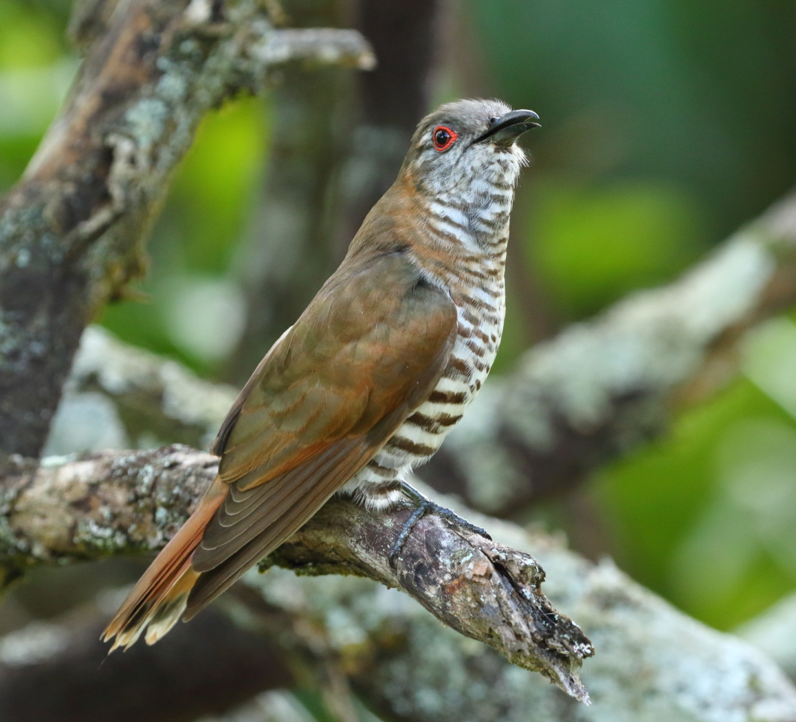 Little Bronze-Cuckoo (Image ID 29101)