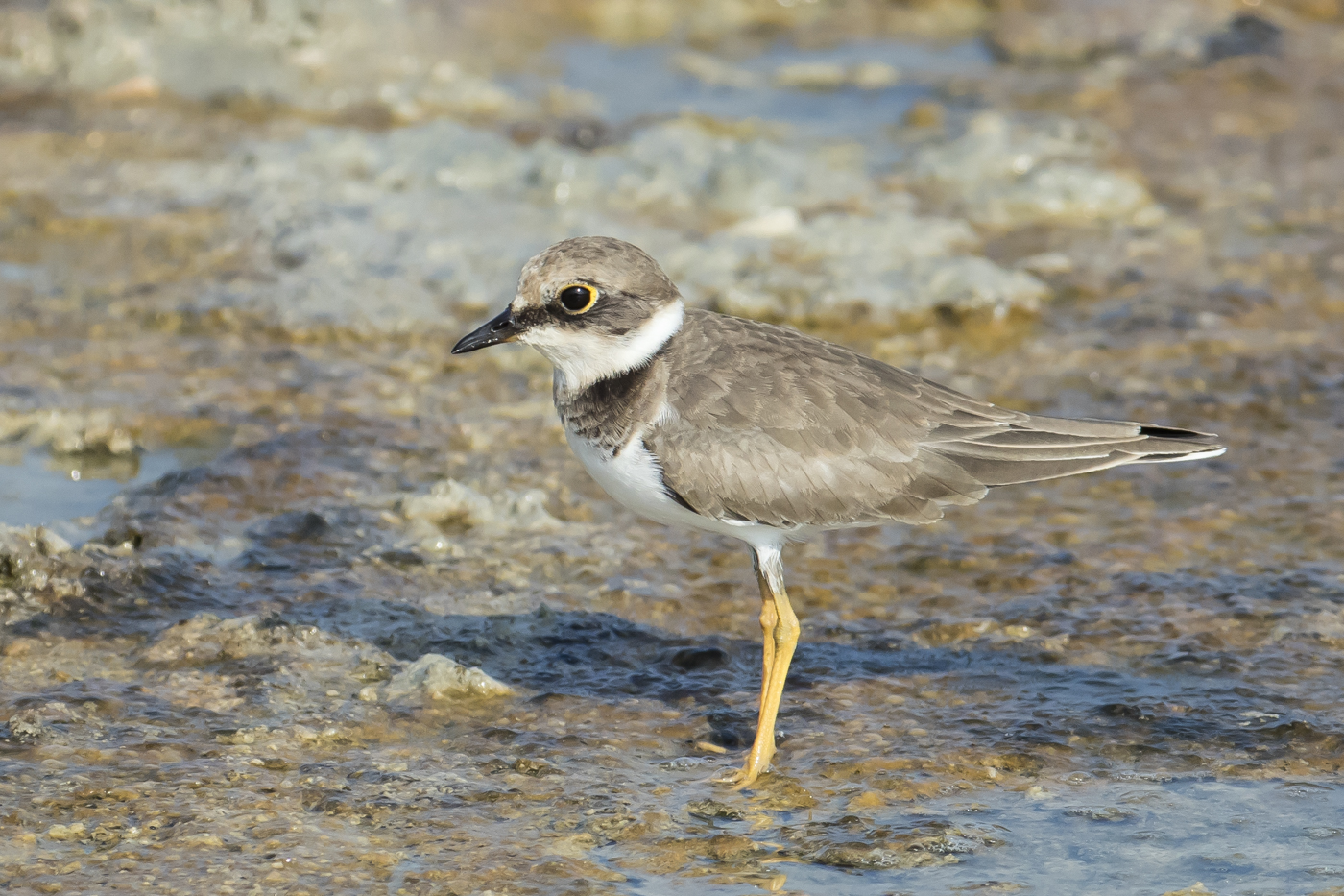 Little Ringed Plover (Image ID 29170)