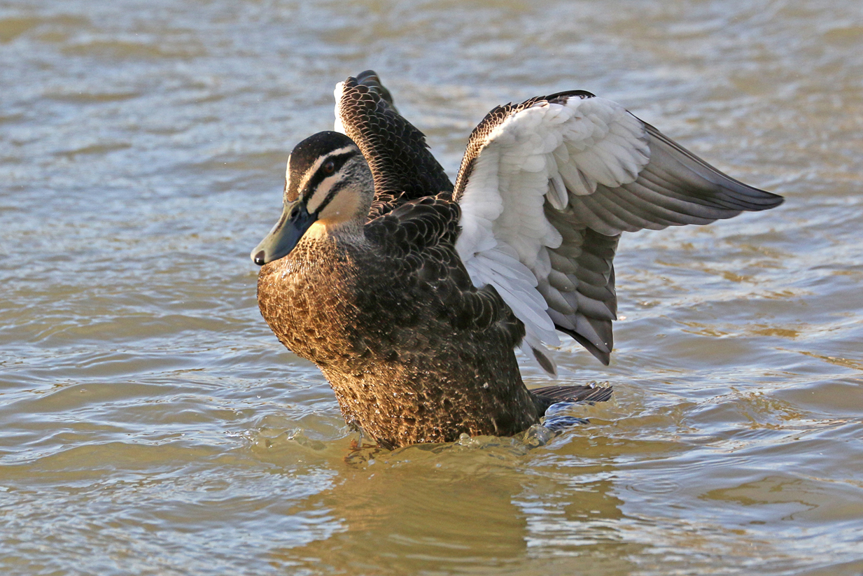 Pacific Black Duck (Image ID 29276)