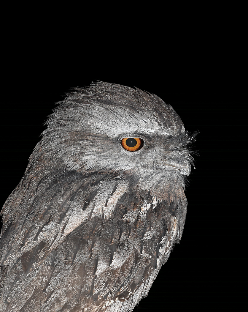 Tawny Frogmouth (Image ID 29148)