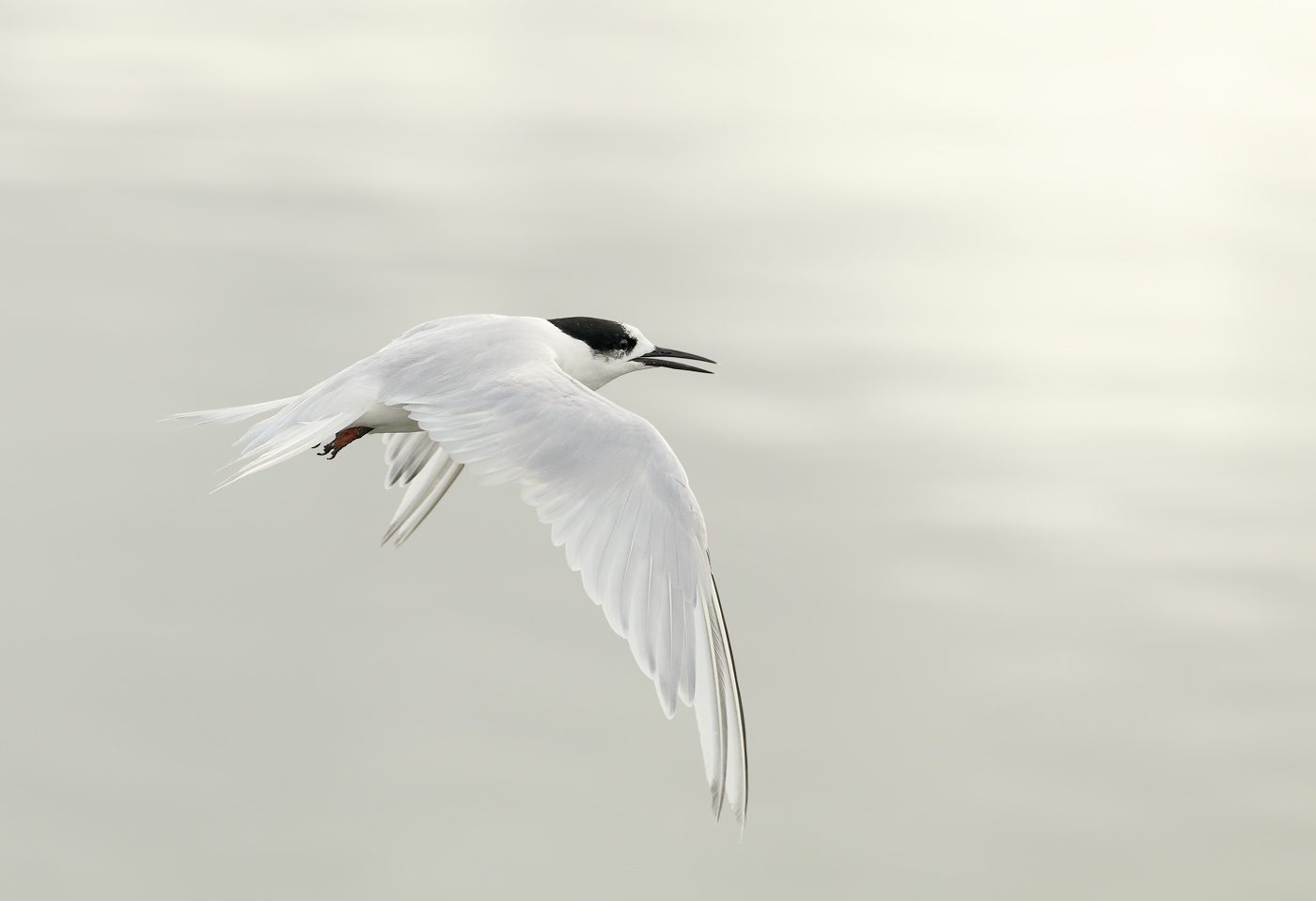 White-fronted Tern (Image ID 29193)
