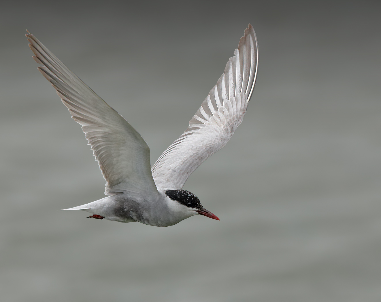 Whiskered Tern (Image ID 29169)
