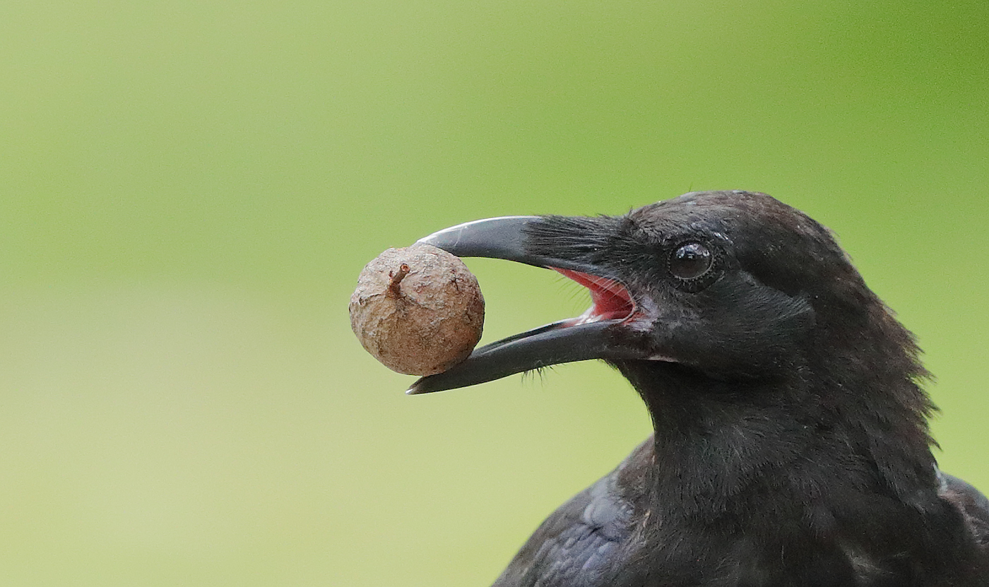 Australian Raven (Image ID 29116)