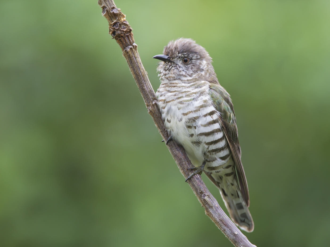 Shining Bronze-Cuckoo (Image ID 29120)