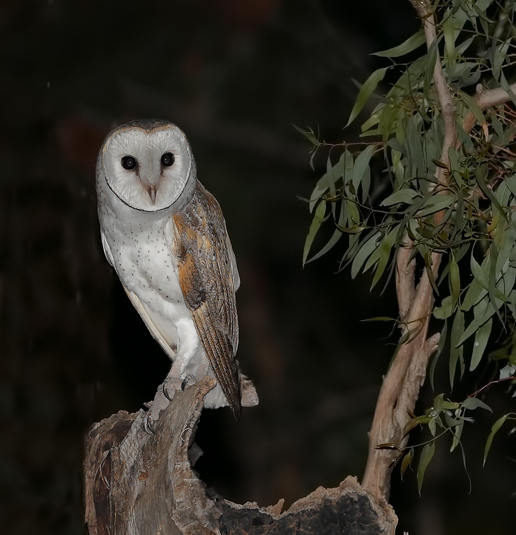 Barn Owl (Image ID 29147)