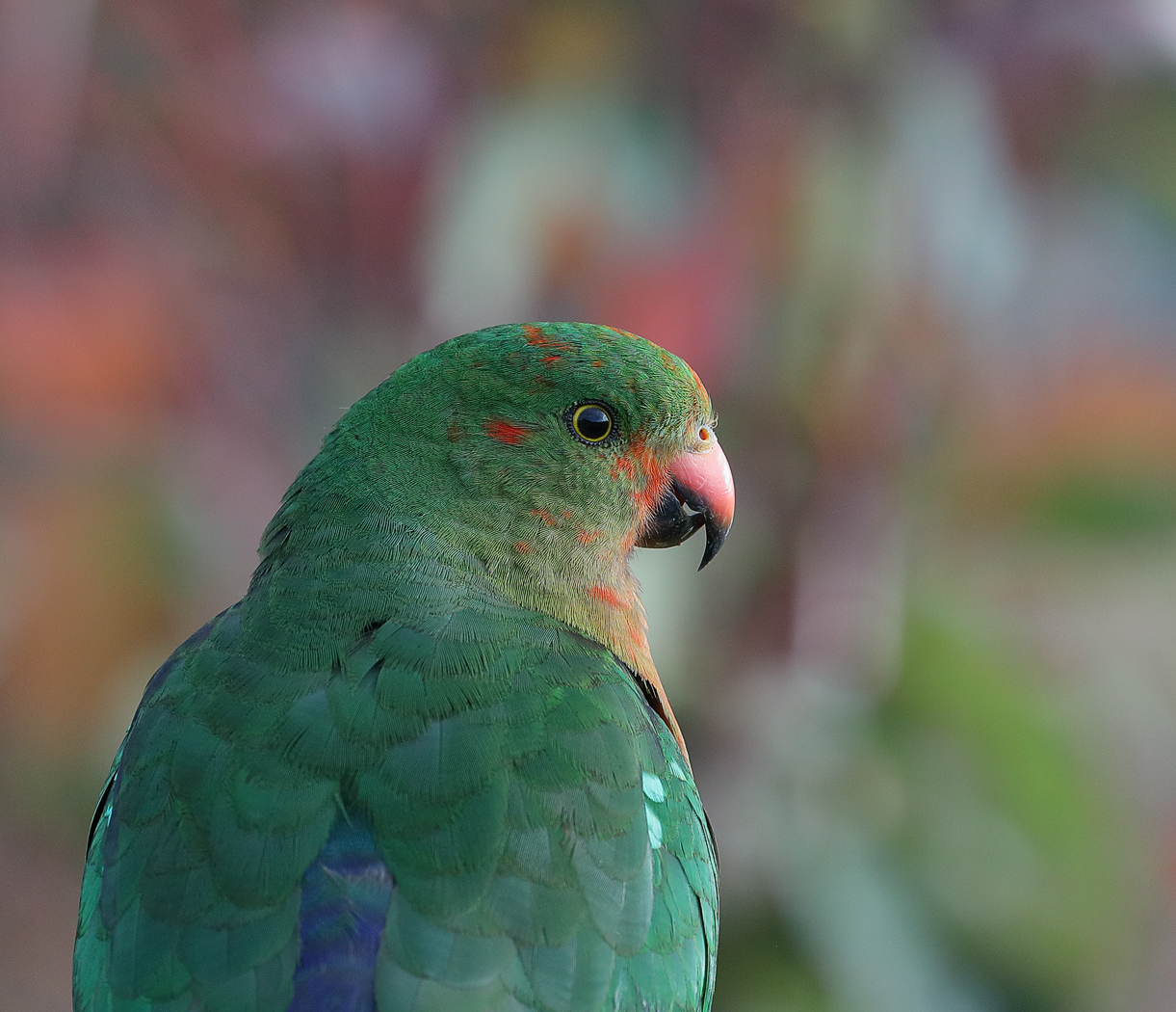 Australian King-Parrot (Image ID 29275)