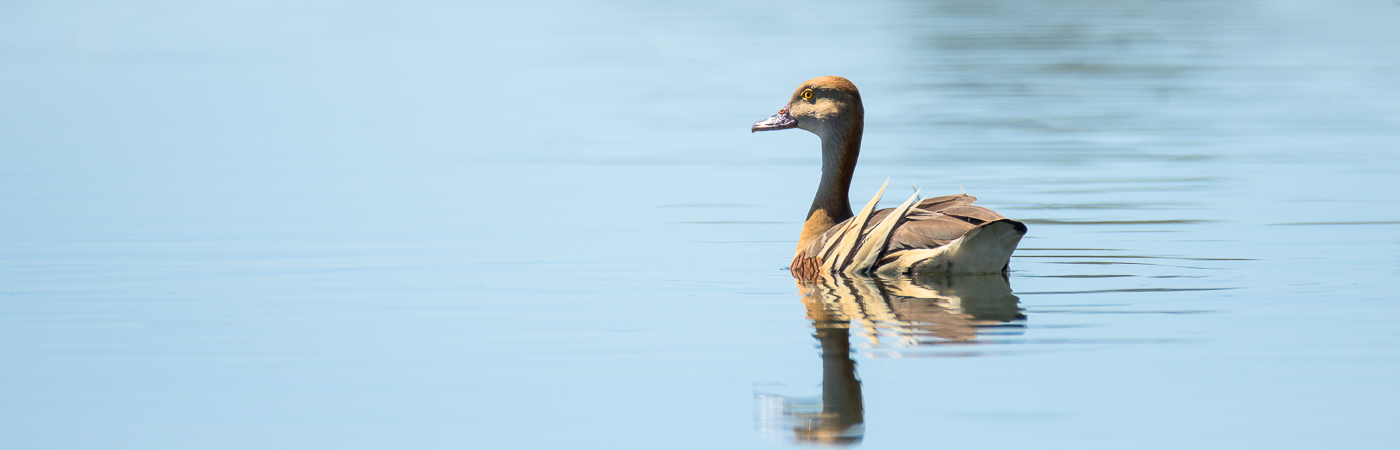 Plumed Whistling-Duck (Image ID 29030)