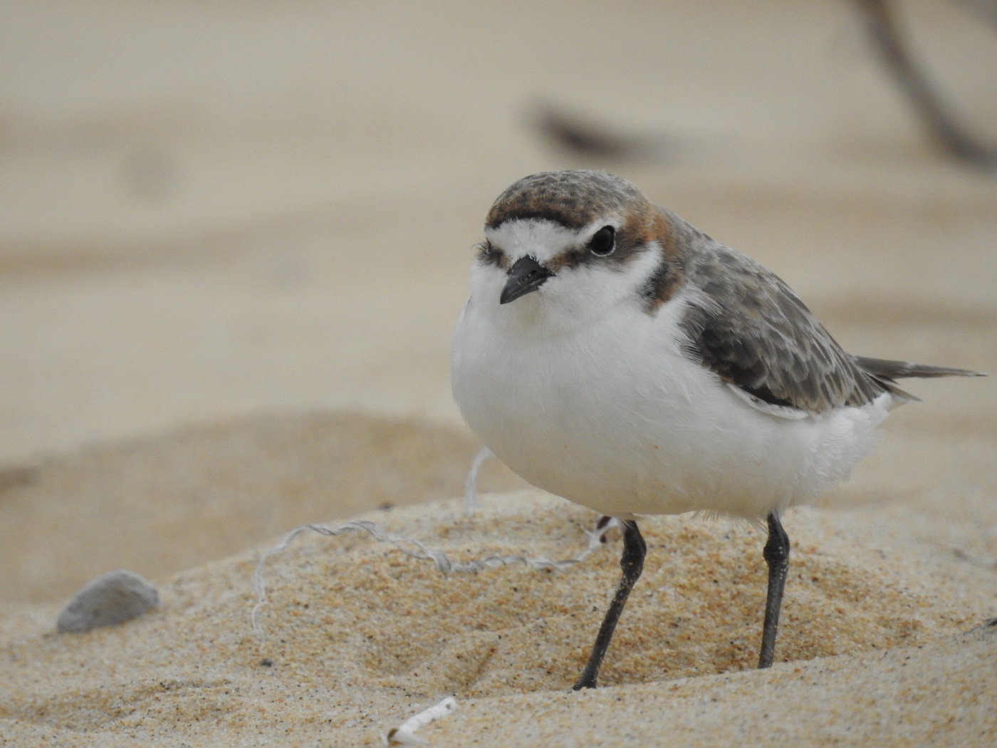Red-capped Plover (Image ID 29126)