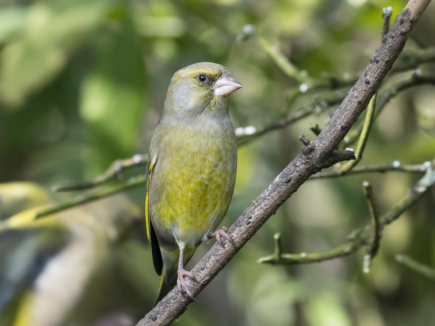 Common Greenfinch (Image ID 29228)
