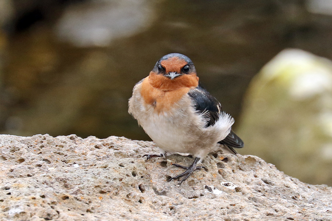 Welcome Swallow (Image ID 29417)
