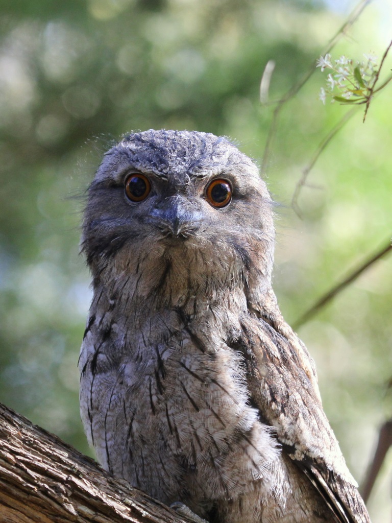 Tawny Frogmouth (Image ID 29409)