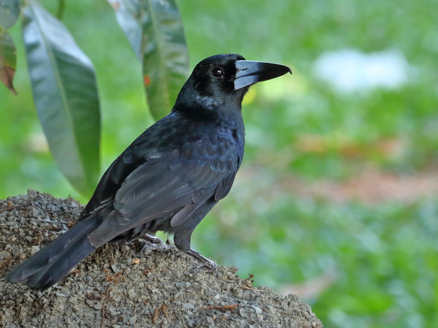 Black Butcherbird (Image ID 29445)
