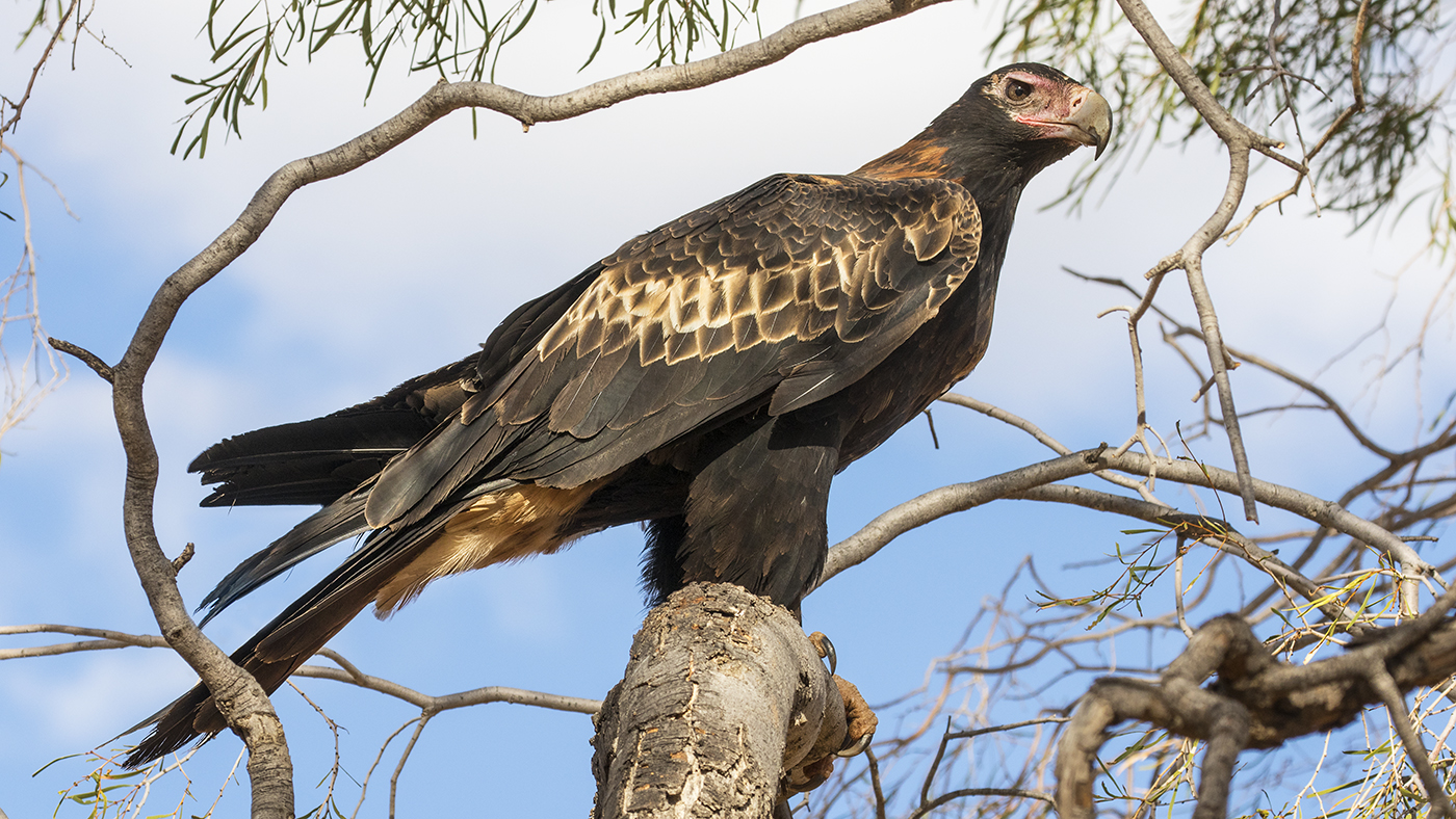 Wedge-tailed Eagle (Image ID 29352)