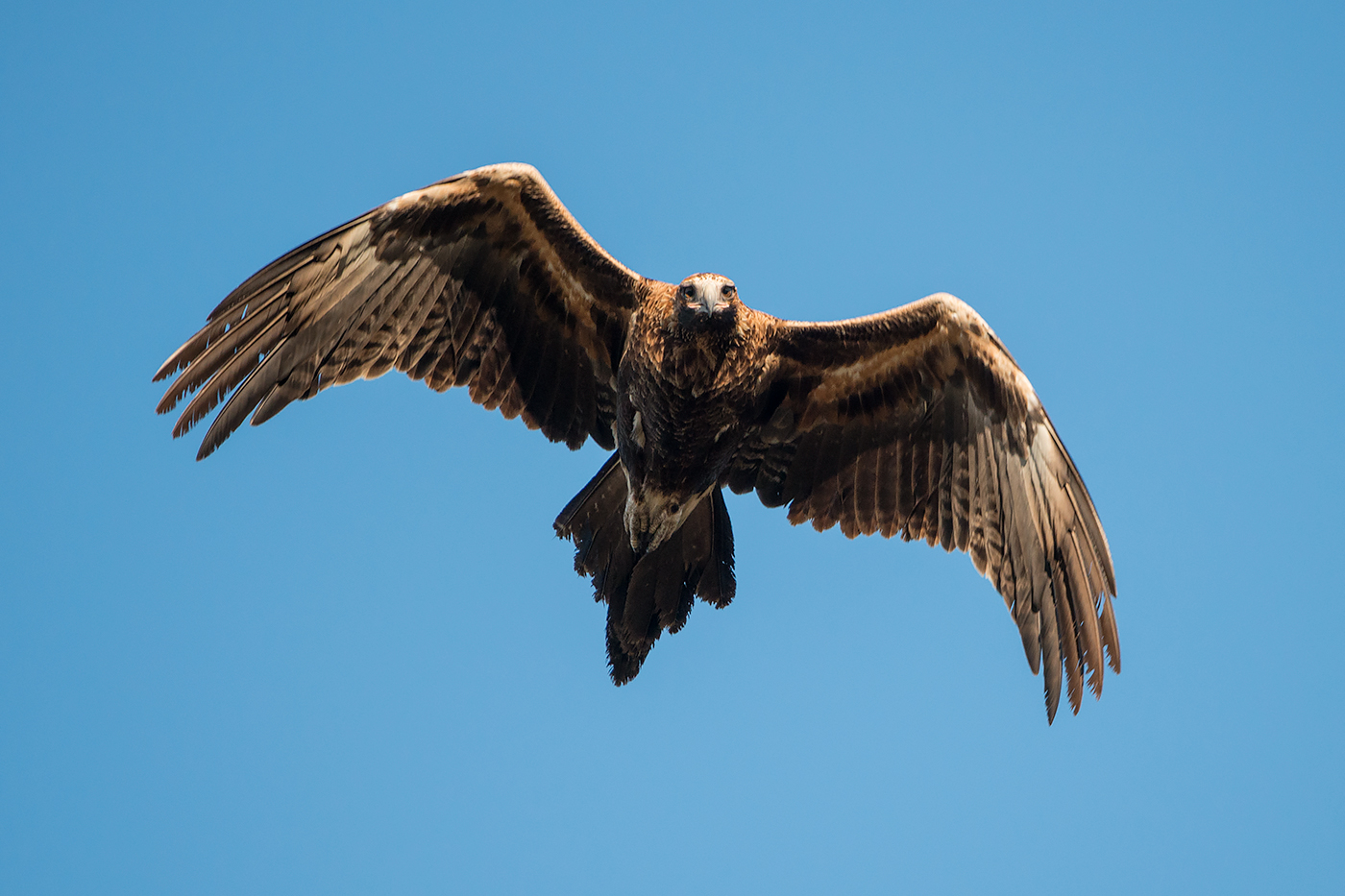 Wedge-tailed Eagle (Image ID 29517)