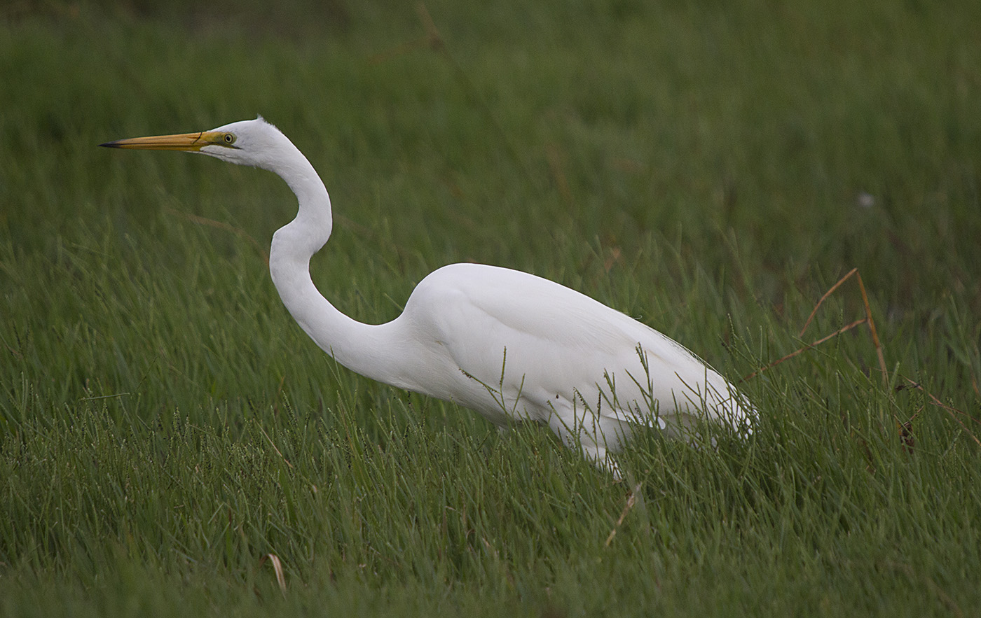 Great Egret (Image ID 29656)