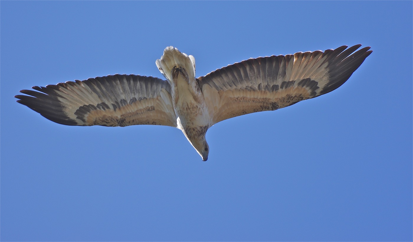 White-bellied Sea-Eagle (Image ID 29538)