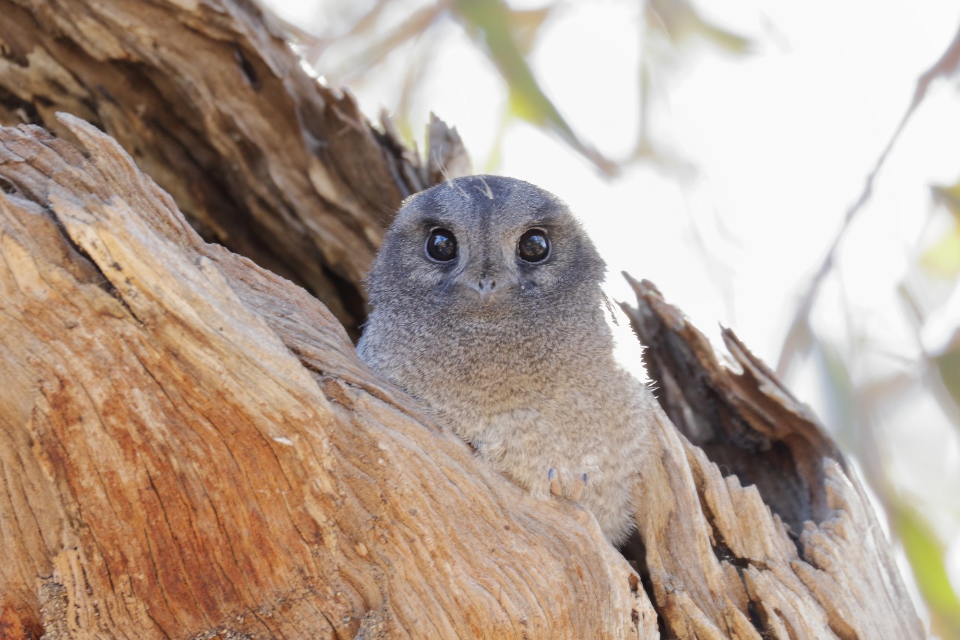 Australian Owlet-nightjar (Image ID 29344)