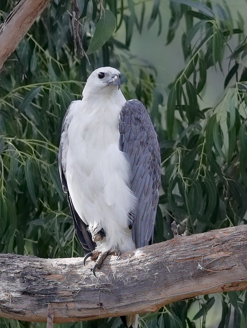 White-bellied Sea-Eagle (Image ID 29602)