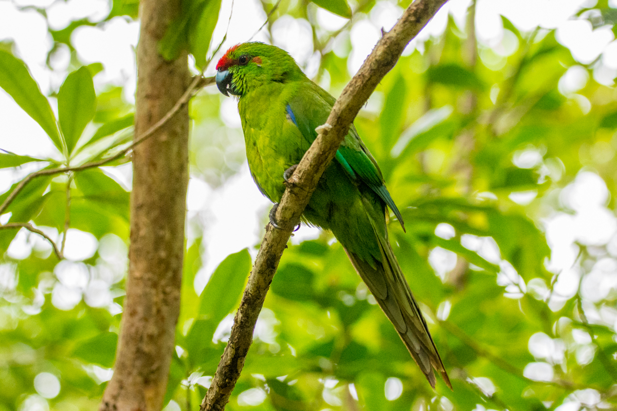Red-fronted Parakeet (Image ID 29685)
